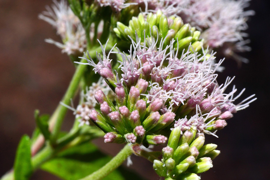 Valeriana - no, Eupatorium cannabinum s.l.